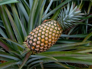 Bromelaine uit ananas is goed voor eiwitsplitsing en blessures en voor je vertering.
